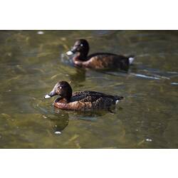 Two dark brown ducks in water.