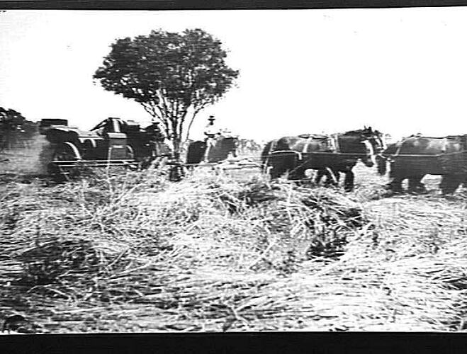 [EDITED FROM ACCOMPANYING LETTER]: `GRAYFIELD', KELVIN, GUNNEDAH. MR. PERRETT. [LETTER DESCRIBES HOW A DAMAGED & FLATTENED CROP WAS HARVESTED WITH A `SUNLIGHT' HEADER, WHEN PREVIOUSLY SUCH A CROP WAS BURNT BECAUSE IT WAS `NOT POSSIBLE TO HARVEST'. 15 PHOT