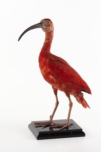 Taxidermied crimson bird specimen.