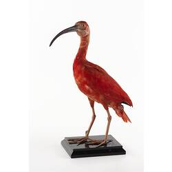 Taxidermied crimson bird specimen.