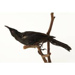 Side view of black and white bird specimen mounted on branch,