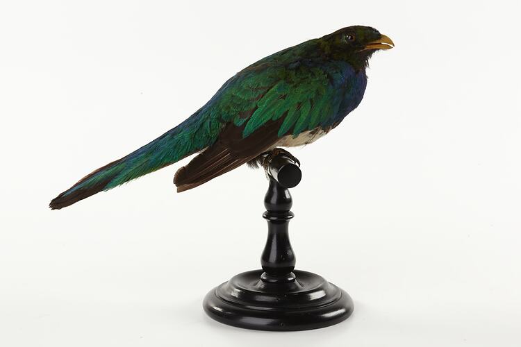 Iridescent green and blue bird sitting on perch.
