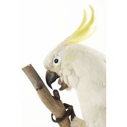 Detail of head of taxidermied sulphur-crested cockatoo specimen.