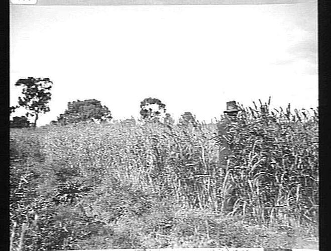 PHOTO TAKEN THOMPSON BROS' FARM, KERANG: HEADER IN MILLET: MARCH 1924