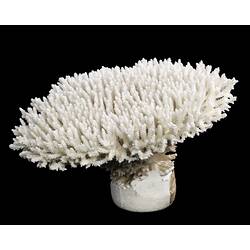 White coral specimen on black background.