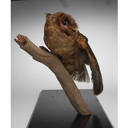 Owl specimen mounted on branch.