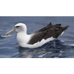 White and black bird with large grey beak floating on sea surface.