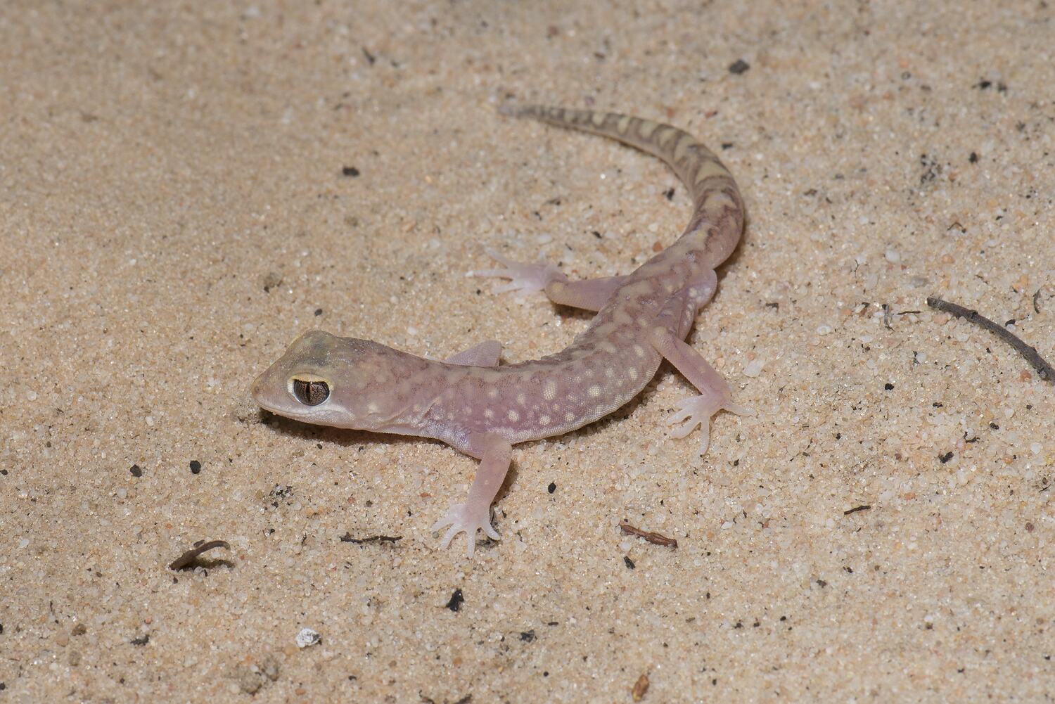 Lucasium damaeum (Lucas & Frost, 1896), Beaded Gecko