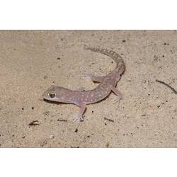 Pinkish gecko on sand.