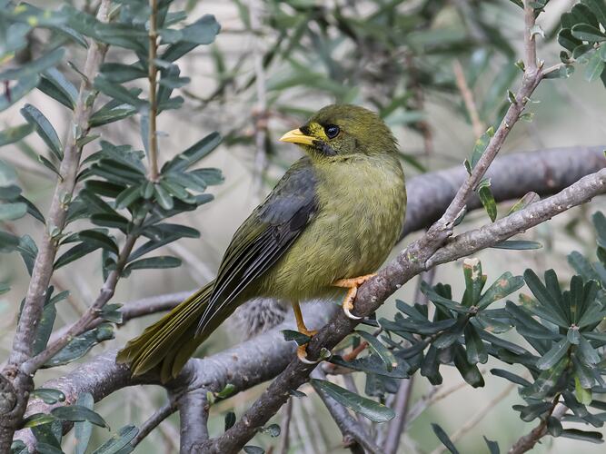 Olive green bird perched in tree.