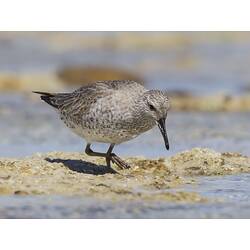 Mottled brown wader bird on mud.