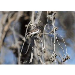 <em>Sugomel niger</em>, Black Honeyeater, male. Hattah National Park, Victoria.