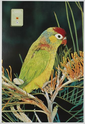 Yellow and green bird with red on head, sitting on branch.