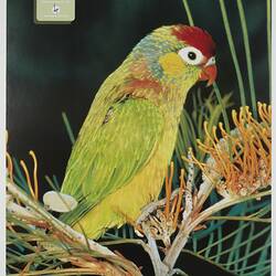 Bird Observers' Club Posters, 1986