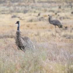 <em>Dromaius novaehollandiae</em>, Emu. Wyperfeld National Park, Victoria.