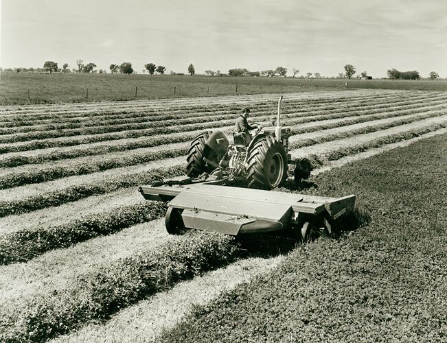 Man driving a tractor coupled to a windrower in field of neat windrows.