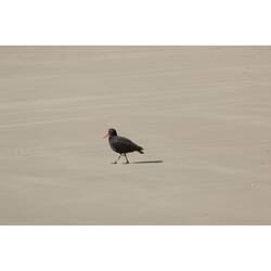 Black bird with red bill standing on sand.