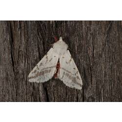 <em>Spilosoma canescens</em>, Dark-spotted Tiger-moth. Wilsons Promontory National Park, Victoria.