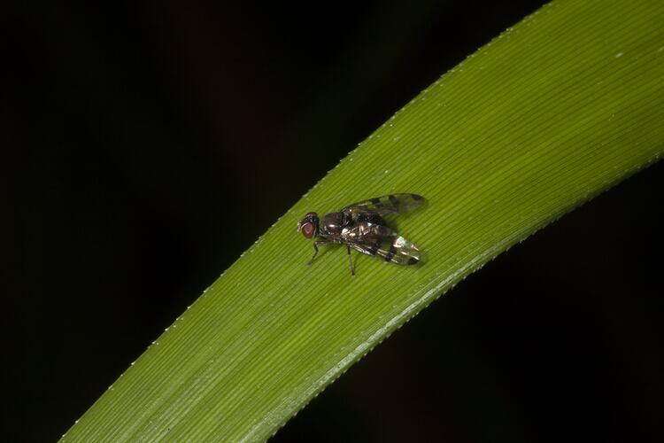 Red-eyed fly on long leaf.