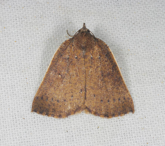 <em>Authaemon stenonipha</em>, moth. Great Otways National Park, Victoria.