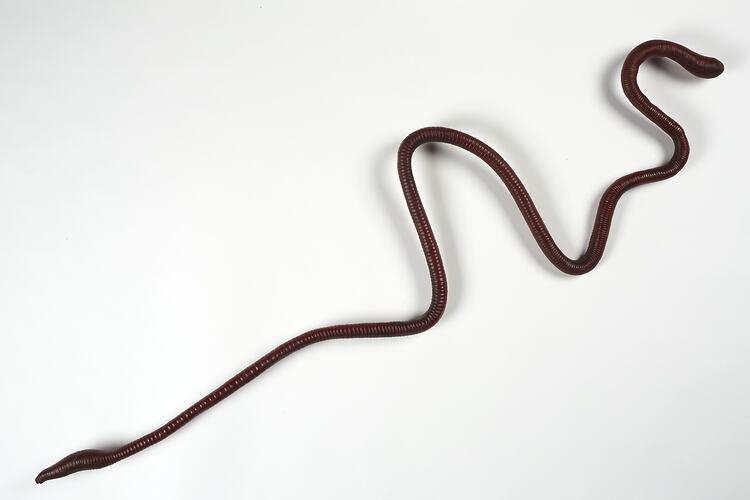 Model of long pink earthworm.