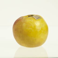 Wax model of an apple painted yellow and red.