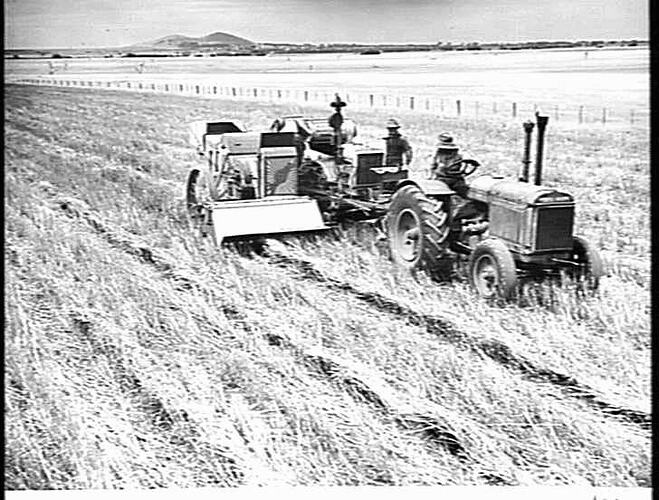 RITCHIE & SONS, PENSHURST, VIC. PICK-UP HARVESTING A CROP OF SWATHED OATS WITH HIS 8 FT. H.S.T. ENGINE FUNCTIONED HEADER FITTED WITH PICK-UP FRONT. BY THIS METHOD HE AVOIDED THE RISK OF SHEDDING: JAN 1945.