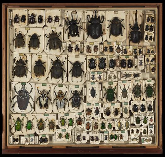 Beetle specimens in rows in drawer.