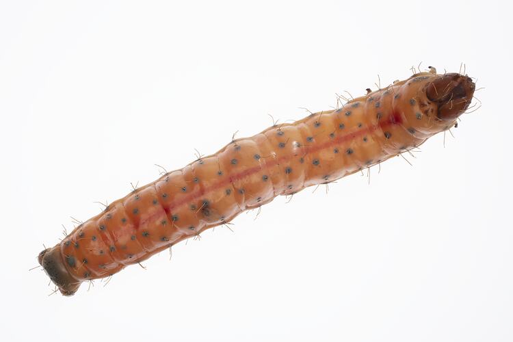 Wax model of red and white sparsely haired moth larvae with brown spots.