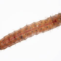 Wax model of red and white sparsely haired moth larvae with brown spots.