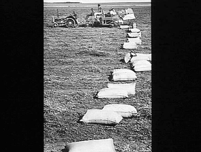 TANGIBLE SECURITY: BAGS OF `DUN' PEAS TIPPED FROM THE PLATFORM OF THE SUNSHINE NO. 2 ENGINE FUNCTIONED HEADER IN AN ORDERLY ROW TO FACILITATE TRUCKING. A SCENE ON THE FARM OF HABLE BROS., WOOLSTHORPE, VIC: JAN 1946