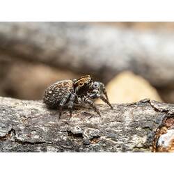 Side view of mottled brown spider on a log.