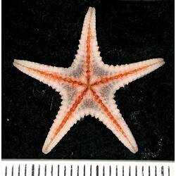 Front view of light pink seastar on black background with ruler.