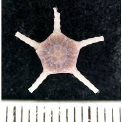 Back view of pink-cream brittle star with broken arm tips on black background with ruler.