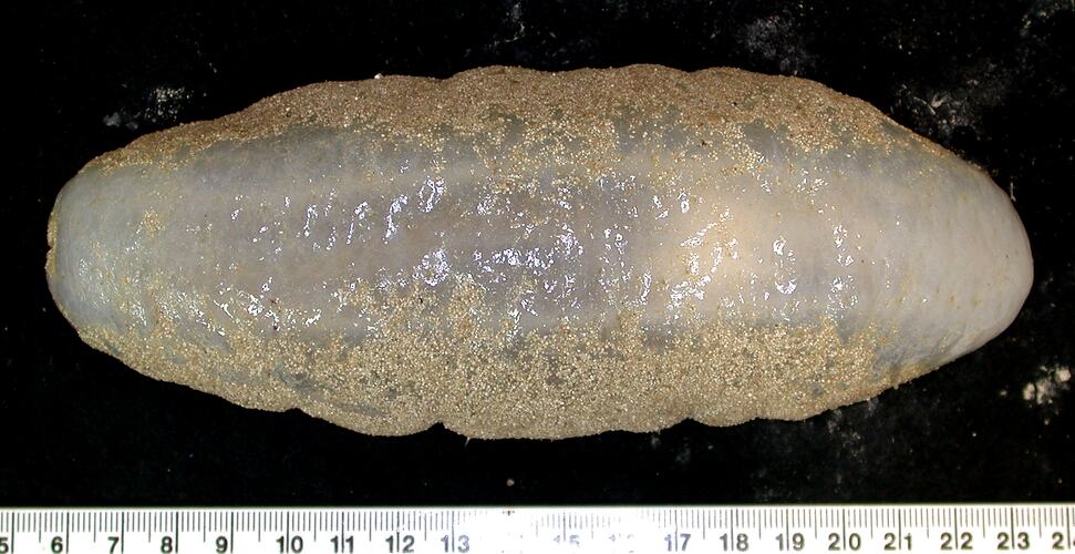 Back view of cream sand-covered sea cucumber on black background with ruler.
