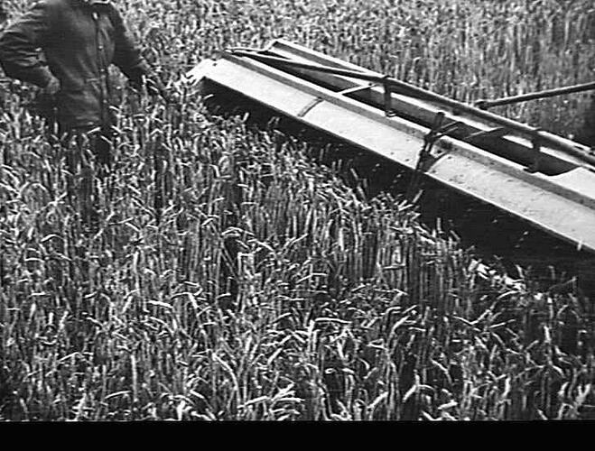 YOU DO NOT HAVE TO GO FAR FROM MELBOURNE TO FIND HEAVY WHEAT CROPS THIS YEAR. MESSRS. BASIL, JACK AND RON HENDERSON HAVE 200 ACRES OF THE `QUADRAT' VARIETY AVERAGING 16 BAGS AN ACRE, AND GIVING OVER 20 BAGS AN ACRE ON THE BANKS OF MR. ALEX MCGREGOR'S FARM