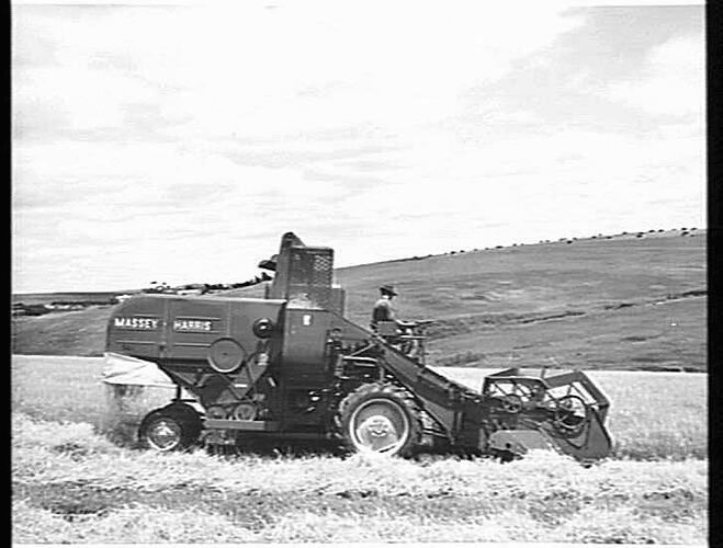 MASSEY HARRIS `780' SELF PROPELLED HEADER HARVESTING A DOWN CROP OF BARLEY YIELDING 66 BUSHELS TO THE ACRE ON THE FARM OF MR. STAN DRAYTON, WAURN PONDS, VIC.: DEC 1953