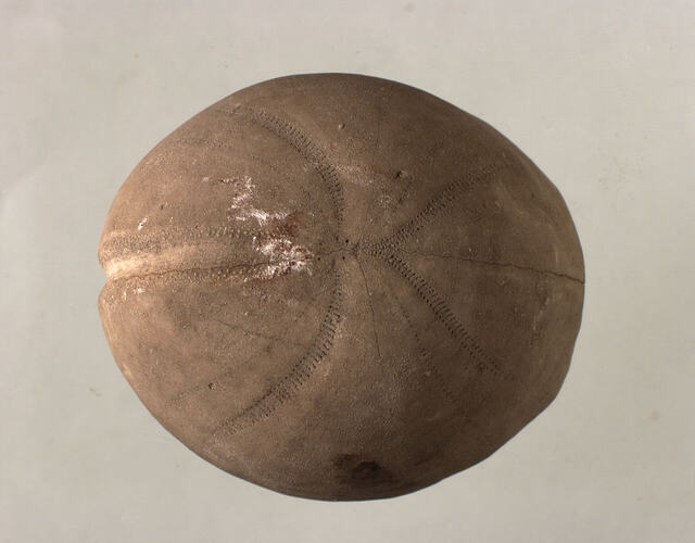 <em>Hemipneustes striatoradiatus</em>, fossil sea urchin. [P 134673]