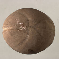<em>Hemipneustes striatoradiatus</em>, fossil sea urchin. [P 134673]