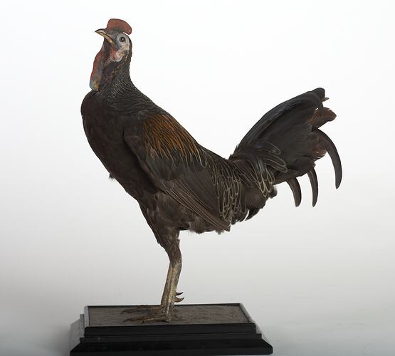 Taxidermied chicken specimen with black feathers with white and orange edges and a red crest and wattle.