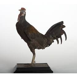 Taxidermied chicken specimen with black feathers with white and orange edges and a red crest and wattle.