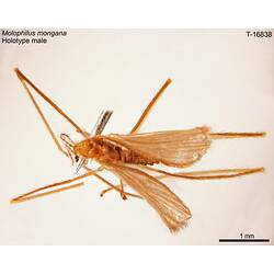 Crane fly specimen, male, dorsal view.