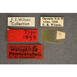 Partial insect preparation on slide with specimen labels.