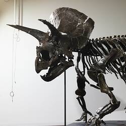 Mounted Triceratops skeleton, detail of front.