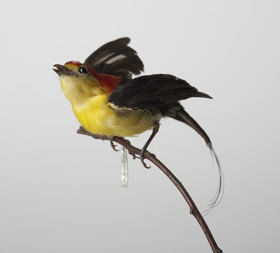 Taxidermied bird specimen with yellow, black and red feathers and long tail plumage, perched on a branch.