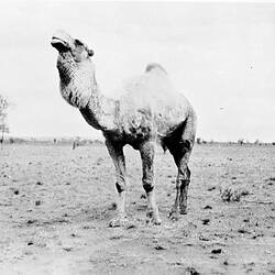 Negative - Wild Bull Camel, Momba Station, White Cliffs District, New South Wales, circa 1935