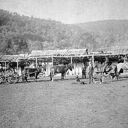 Negative - Glen Allendale District, Victoria, circa 1895