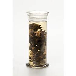 Gooseneck barnacle wet specimens in glass jar.