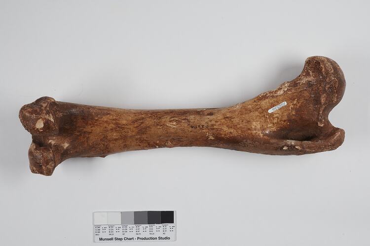 Brown fossil marsupial femur bone.