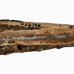 Triangular fossil of upper beak portion.